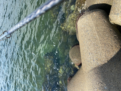 ジャークソニックでサバ