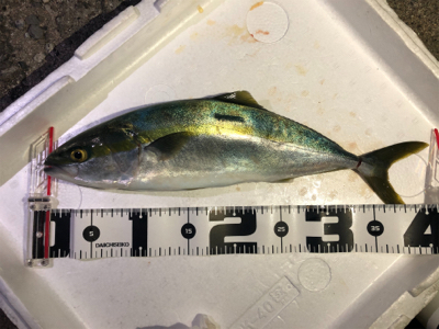 サビキでハマチ（偶然）