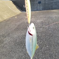 青物、エギング遠征