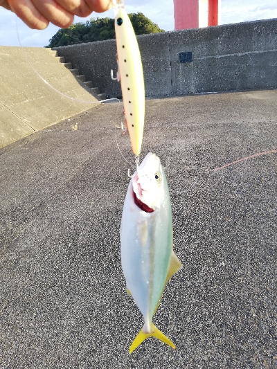 青物、エギング遠征