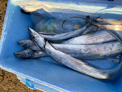 テンヤは釣れるね