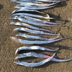 サーベルさんウジャウジャ