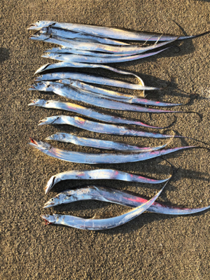 サーベルさんウジャウジャ