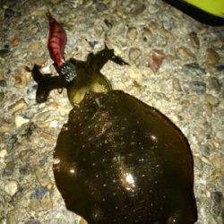 久しぶりの数釣りエギング\(^o^)/