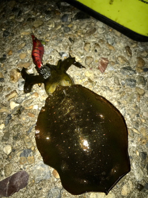 久しぶりの数釣りエギング＼(^o^)／