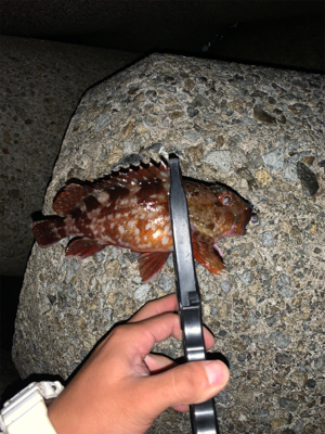 ベイトアジングの道⑦苦戦