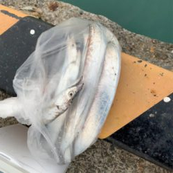 タチゲーム最終章