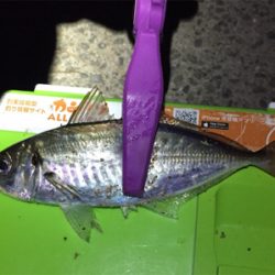 大阪湾奥アジング 中アジみっけ！