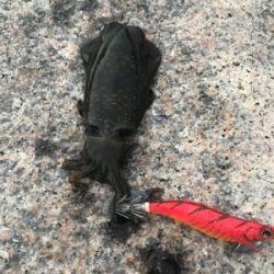 ゲキ渋エギング