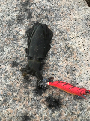 ゲキ渋エギング