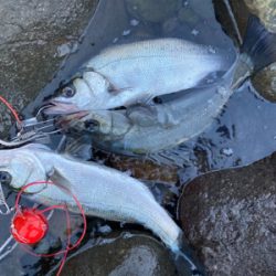 今季初の朝マズメの平スズキ!!