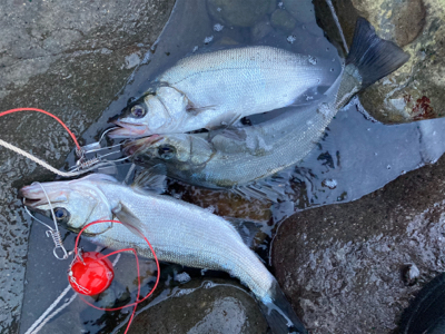 今季初の朝マズメの平スズキ!!