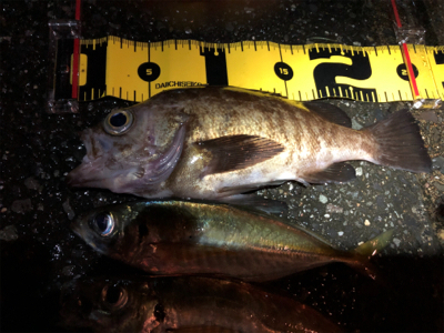雨だけど、台風の前に