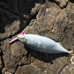 ショアジギング