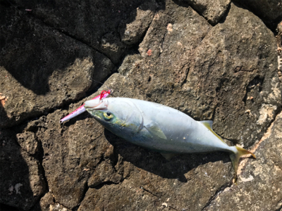 ショアジギング