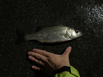 雨の中ナイトシーバスにて
