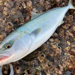 爆風の朝マズメにブリと平スズキ釣果！！