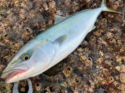爆風の朝マズメにブリと平スズキ釣果！！