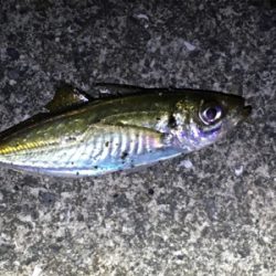 台風一過のアジング