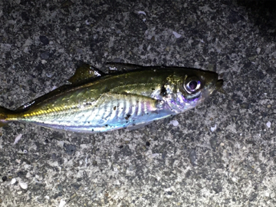 台風一過のアジング
