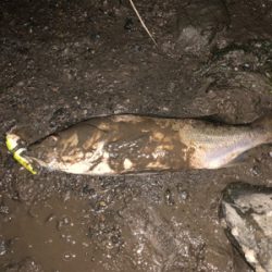 最後は有明ターポンで締め