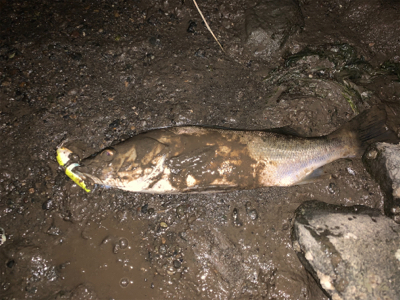 最後は有明ターポンで締め