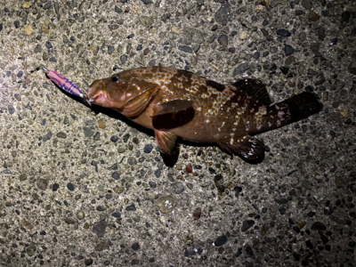 エギングのはずが