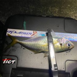 台風後のアジング