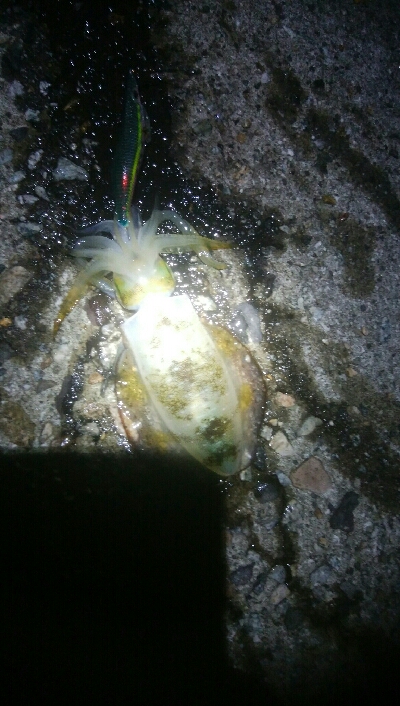 障泥烏賊連チャンで5杯！