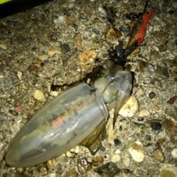 台風通過でのエギング調査(^.^)