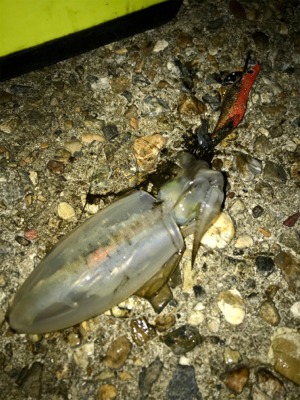 台風通過でのエギング調査(^.^)