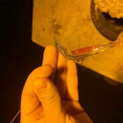 ベイトはいたけど、、。