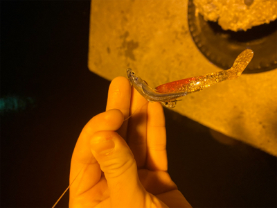 ベイトはいたけど、、。