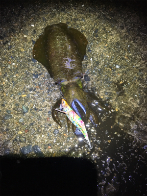 アオリちゃんが食べたくて