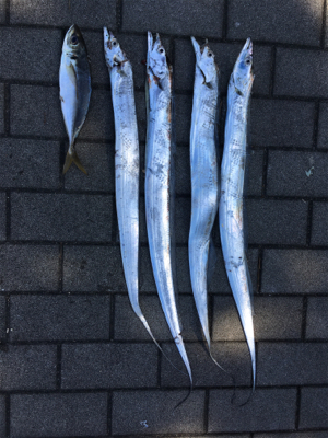鯖に始まり良型アジ１匹＆太刀魚4本