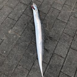 タチウオの活性が