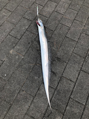 タチウオの活性が