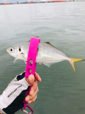 コスモスクエア釣果