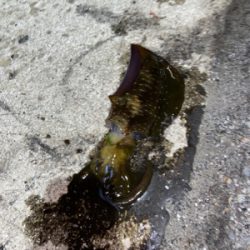 ジブい中での貴重な1匹!