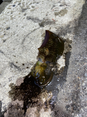 ジブい中での貴重な1匹！