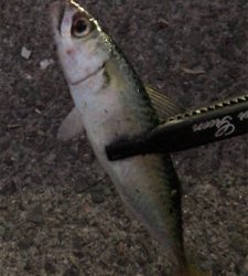 アジングナイト(爆釣)