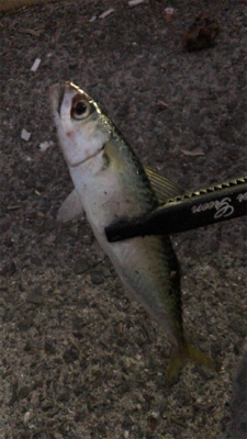 アジングナイト(爆釣)