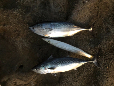 ライトショアジギング