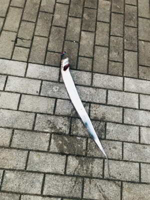 コスモスクエア釣果