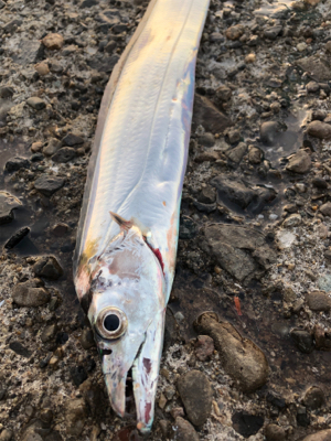 せんだ！みつお！