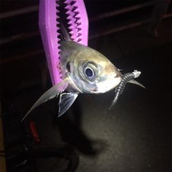 大阪湾奥アジング 中アジ連発!