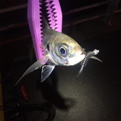 大阪湾奥アジング 中アジ連発！