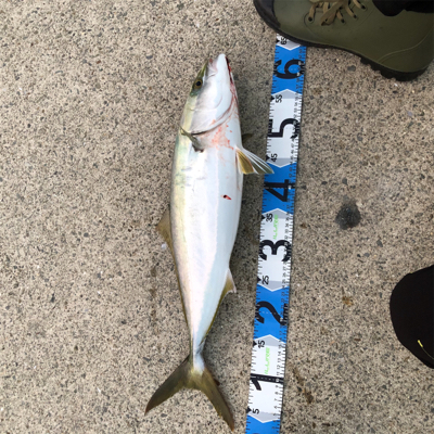 ブリ族記録更新！