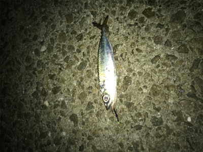 やっと俺のターン