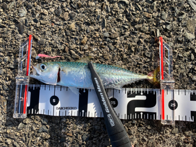 台風後アジング